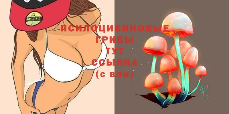 где продают наркотики  Алзамай  Галлюциногенные грибы MAGIC MUSHROOMS 